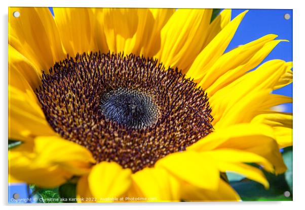 Sunflower Close up Acrylic by Christine Kerioak