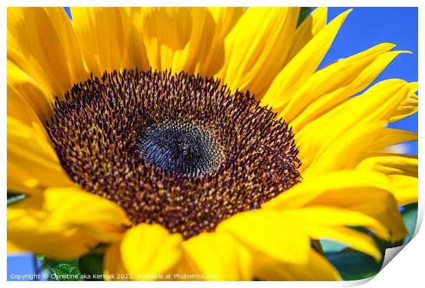 Sunflower Close up Print by Christine Kerioak