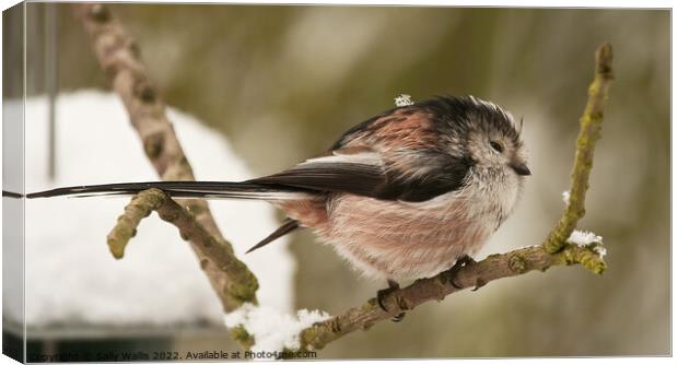 Long Tailed Tit in Winter Canvas Print by Sally Wallis