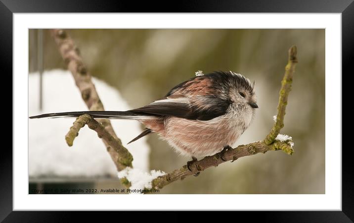 Long Tailed Tit in Winter Framed Mounted Print by Sally Wallis