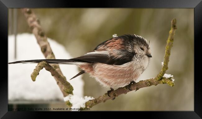 Long Tailed Tit in Winter Framed Print by Sally Wallis