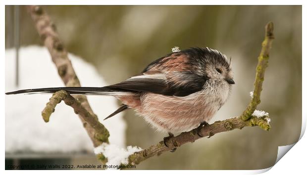 Long Tailed Tit in Winter Print by Sally Wallis
