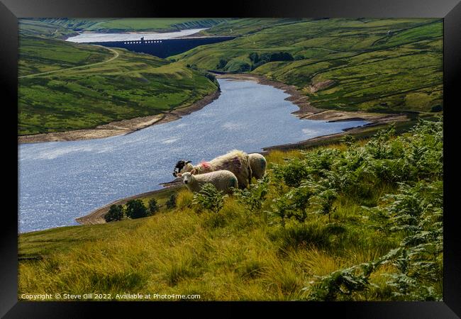 Scar House Reservoir with Grazing Sheep in the Foreground. Framed Print by Steve Gill