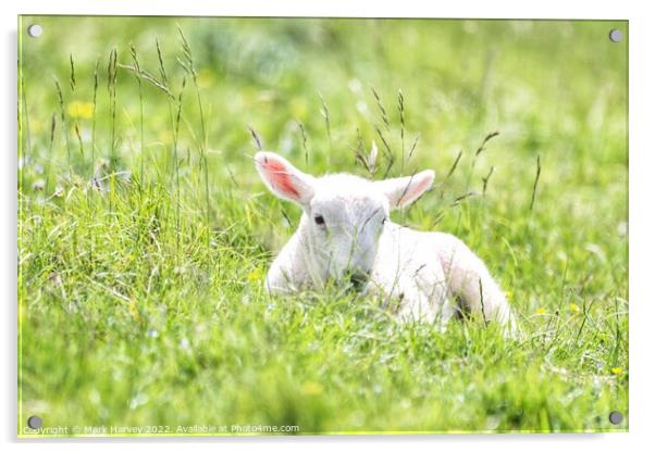 It's a lambs life  Acrylic by Mark Harvey