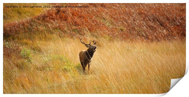Wild Red Deer Stag during the Rutting Season. Print by John Cameron