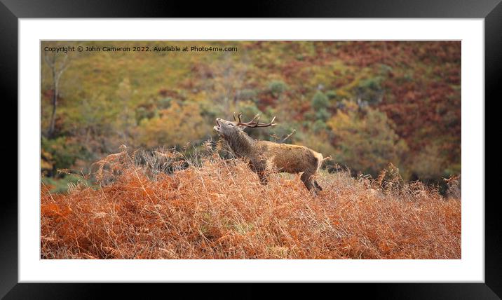 Wild Red Deer Stag during the Rutting Season. Framed Mounted Print by John Cameron