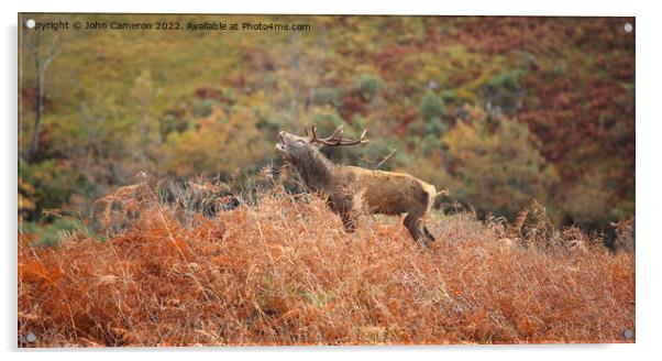 Wild Red Deer Stag during the Rutting Season. Acrylic by John Cameron
