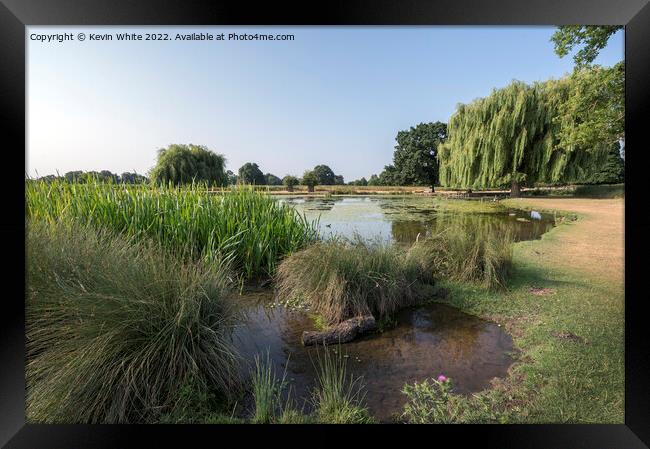 Summer reeds Framed Print by Kevin White