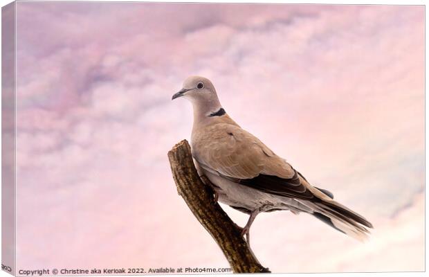 Collared Dove Sitting on a branch Canvas Print by Christine Kerioak