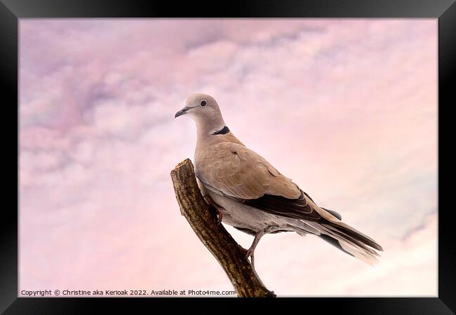 Collared Dove Sitting on a branch Framed Print by Christine Kerioak