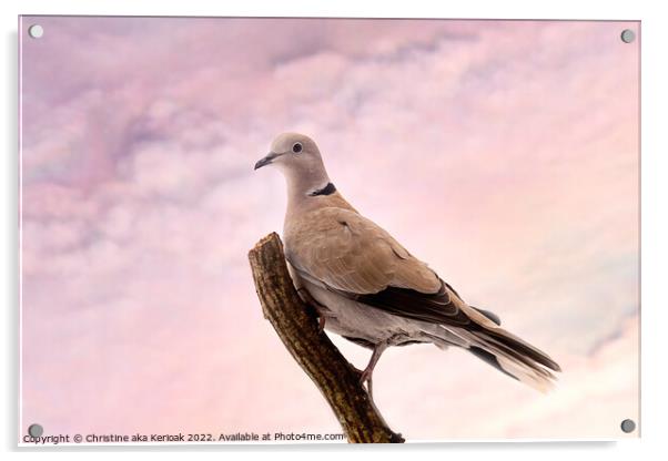 Collared Dove Sitting on a branch Acrylic by Christine Kerioak