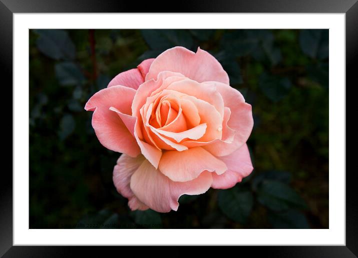 Dusky Pink Rose Framed Mounted Print by Sally Wallis