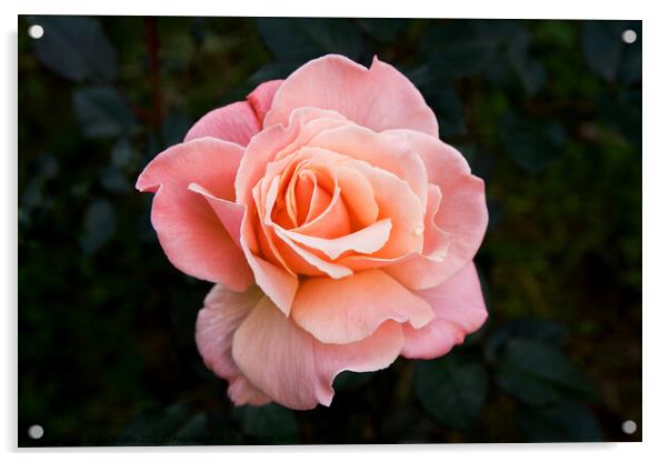 Dusky Pink Rose Acrylic by Sally Wallis
