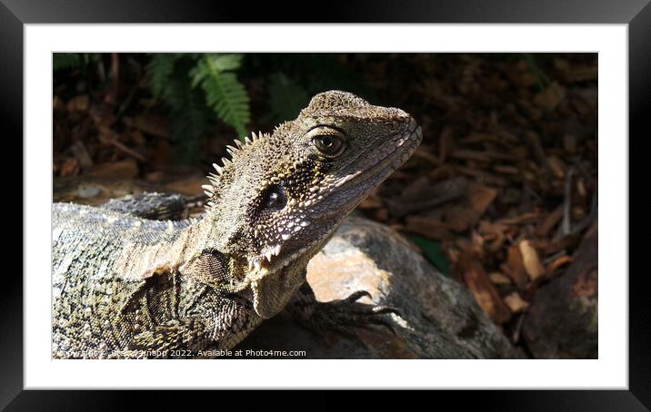 Wild lizard  Framed Mounted Print by Stacey Knapp