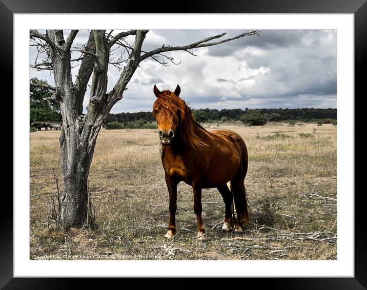 Wild horse in Thetford forest Framed Mounted Print by Stacey Knapp