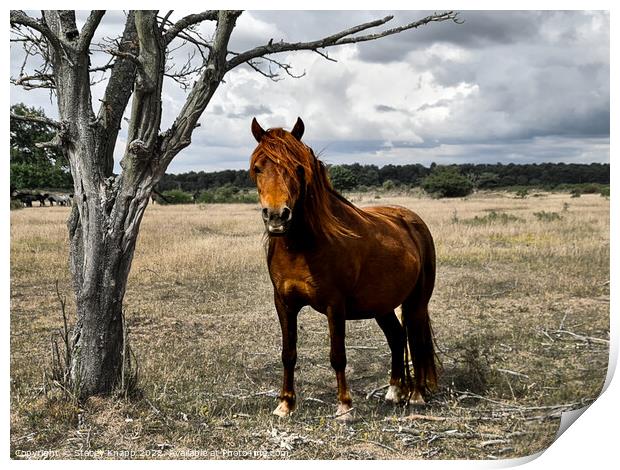Wild horse in Thetford forest Print by Stacey Knapp