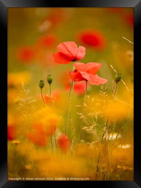  Two poppies Framed Print by Simon Johnson