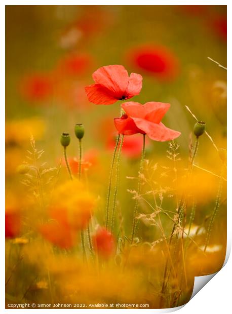  Two poppies Print by Simon Johnson