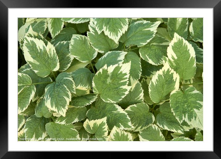 Hosta Leaves Abstract Framed Mounted Print by John Mitchell