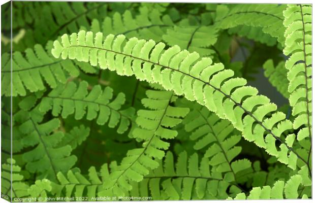 Maidenhair Fern Fronds Abstract Canvas Print by John Mitchell