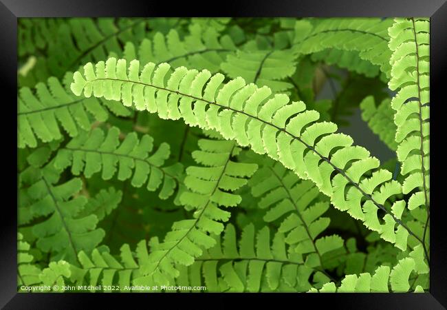 Maidenhair Fern Fronds Abstract Framed Print by John Mitchell