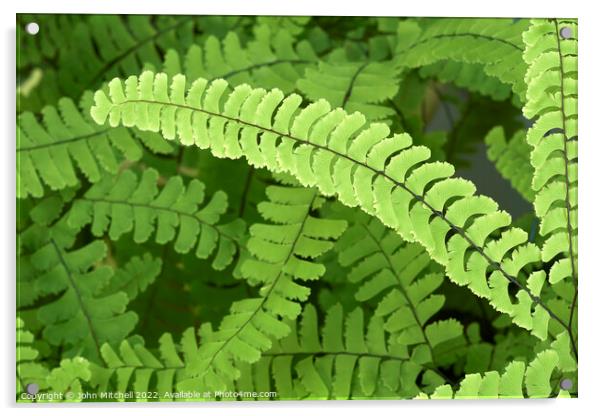 Maidenhair Fern Fronds Abstract Acrylic by John Mitchell