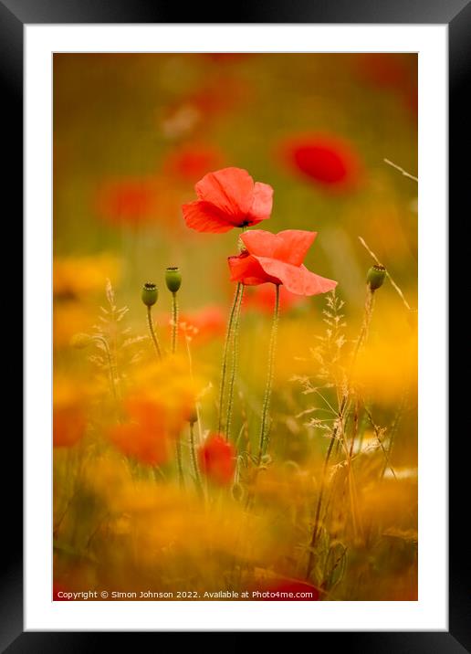 Two sunlit poppies  Framed Mounted Print by Simon Johnson