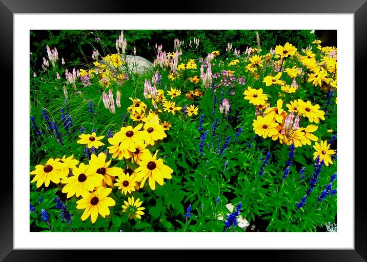 Brown Eyed Susans Framed Mounted Print by Stephanie Moore