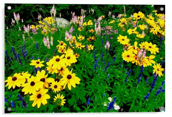 Brown Eyed Susans Acrylic by Stephanie Moore
