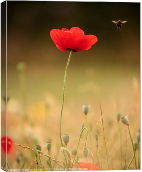 Poppy with bee Canvas Print by Simon Johnson