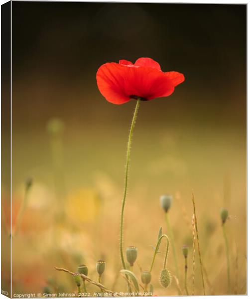 A close up of a poppy flower  Canvas Print by Simon Johnson