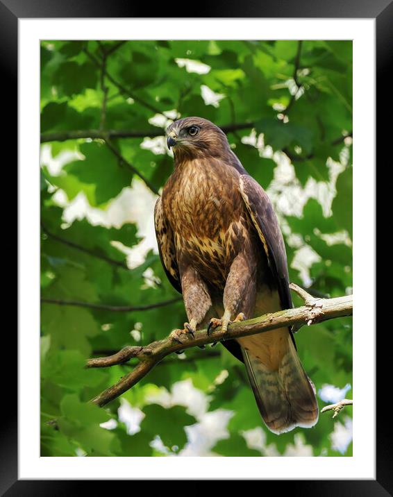 Graceful Buzzard on a Scottish Tree Framed Mounted Print by Tommy Dickson