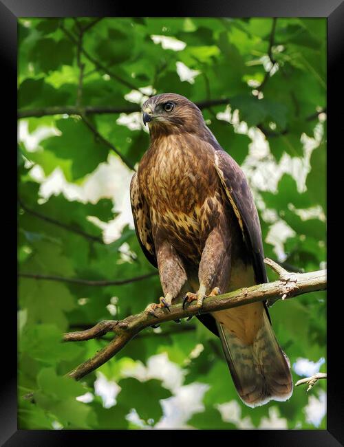 Graceful Buzzard on a Scottish Tree Framed Print by Tommy Dickson