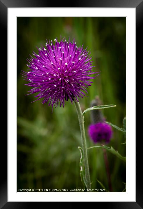 Purple Thistle Flower Framed Mounted Print by STEPHEN THOMAS