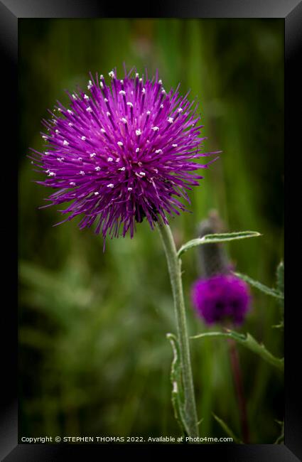 Purple Thistle Flower Framed Print by STEPHEN THOMAS