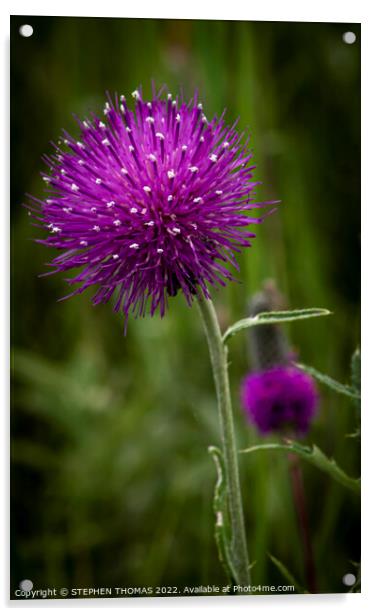 Purple Thistle Flower Acrylic by STEPHEN THOMAS