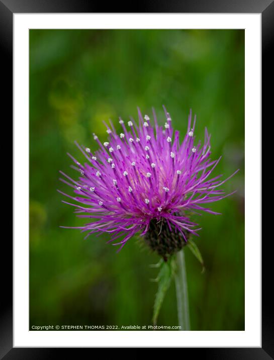 Purple Thistle Flower 2 Framed Mounted Print by STEPHEN THOMAS