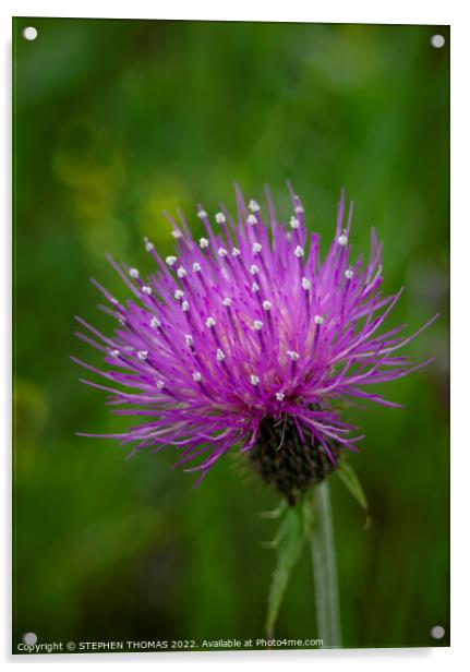 Purple Thistle Flower 2 Acrylic by STEPHEN THOMAS
