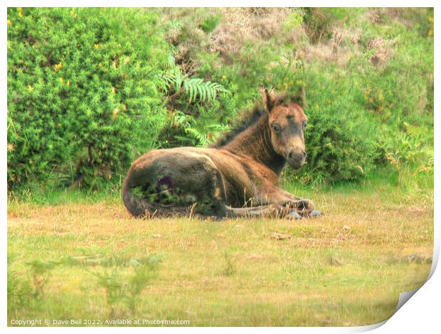 Dartmoor Pony Foal Print by Dave Bell