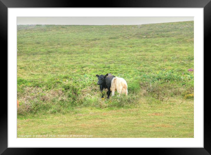 Black and White together Framed Mounted Print by Dave Bell