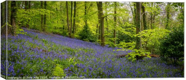 Bluebell forest Canvas Print by Gale Jolly