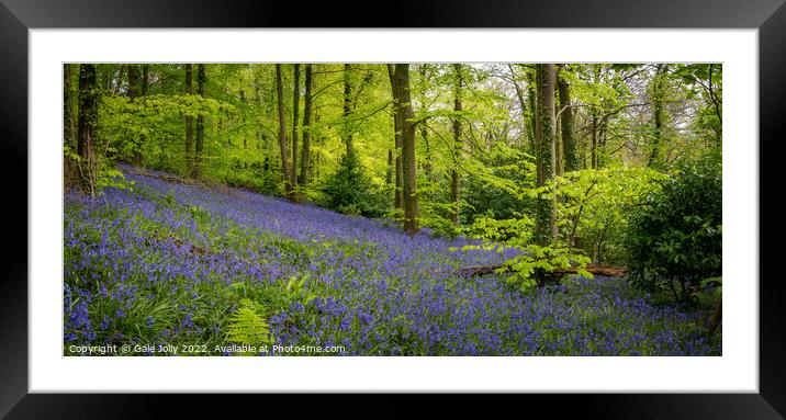 Bluebell forest Framed Mounted Print by Gale Jolly