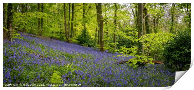 Bluebell forest Print by Gale Jolly