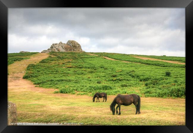 Dartmoor Ponies Graze below Haytor Rock Framed Print by Dave Bell