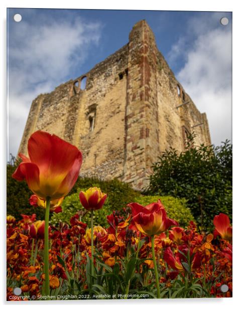 Tulip season at Guildford Castle Acrylic by Stephen Coughlan