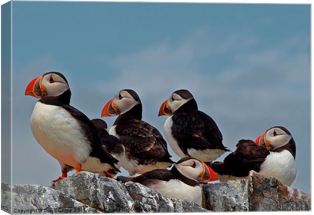 Puffin group Canvas Print by Colin Chipp