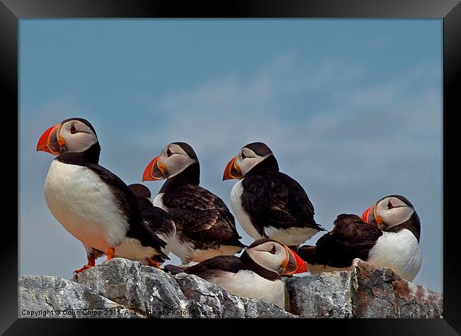 Puffin group Framed Print by Colin Chipp