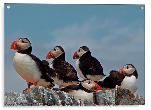 Puffin group Acrylic by Colin Chipp