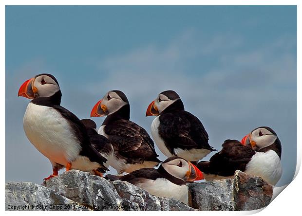 Puffin group Print by Colin Chipp