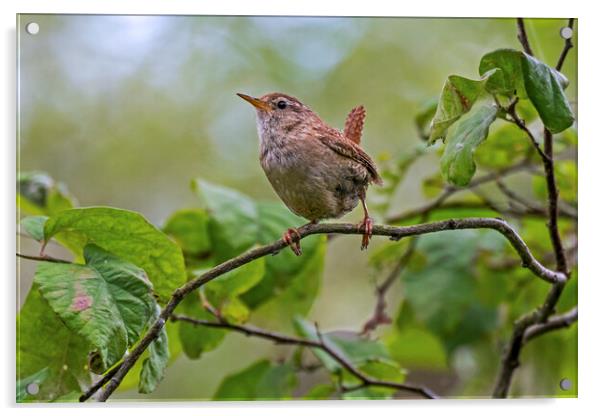 Eurasian Wren Acrylic by Arterra 